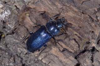 Platycerus caraboides