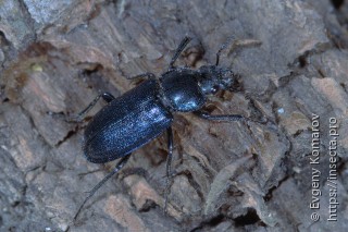 Platycerus caraboides