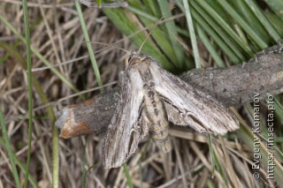 Shargacucullia lychnitis lychnitis