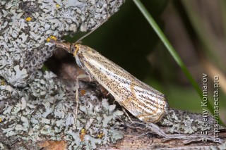 Thisanotia chrysonuchella