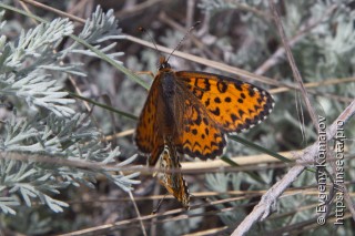 Melitaea robertsi