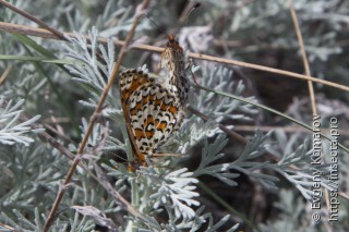 Melitaea robertsi