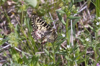 Zerynthia polyxena