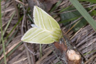 Pseudoips prasinana