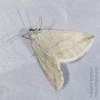 Lithostege griseata