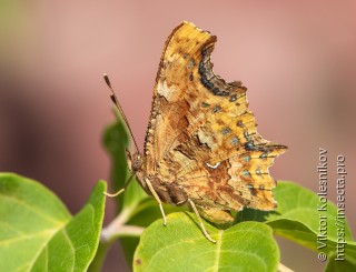 Polygonia interposita