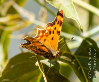 Polygonia interposita