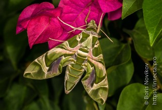 Daphnis nerii