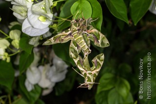 Daphnis nerii