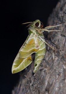 Daphnis nerii