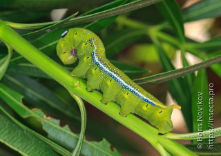 Daphnis nerii