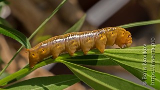 Daphnis nerii