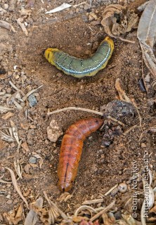 Daphnis nerii