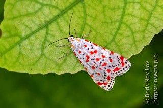 Utetheisa pulchella