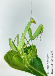 Sphodromantis viridis