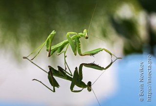 Sphodromantis viridis