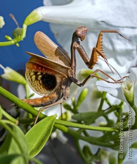 Iris oratoria