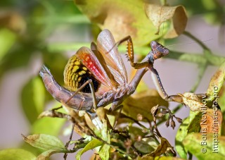 Iris oratoria