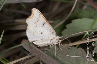 Eilicrinia cordiaria