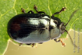 Phratora laticollis