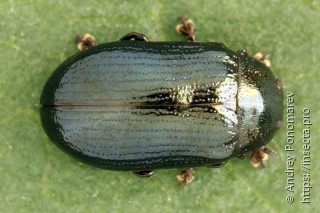 Phratora laticollis