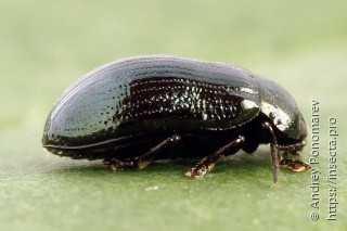 Phratora laticollis