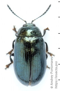 Phratora laticollis