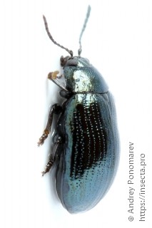 Phratora laticollis