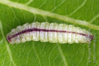 Pasiphila rectangulata