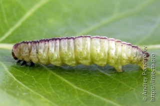 Pasiphila rectangulata