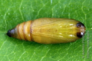 Pasiphila rectangulata