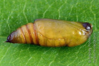 Pasiphila rectangulata