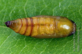 Pasiphila rectangulata