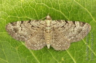 Pasiphila rectangulata