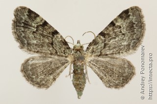 Pasiphila rectangulata