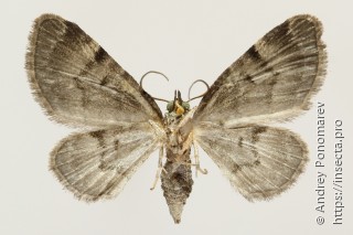 Pasiphila rectangulata