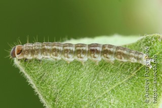 Gelechia sororculella