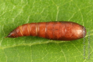 Gelechia sororculella