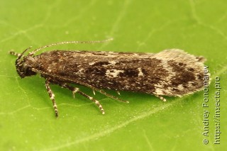 Gelechia sororculella