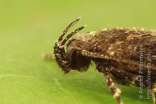 Gelechia sororculella