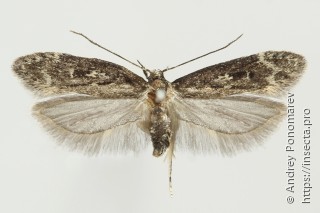 Gelechia sororculella