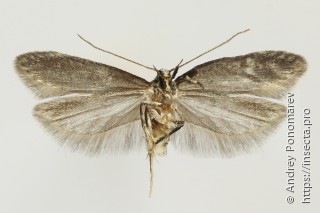 Gelechia sororculella