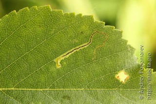 Stigmella lapponica