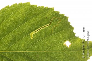 Stigmella lapponica