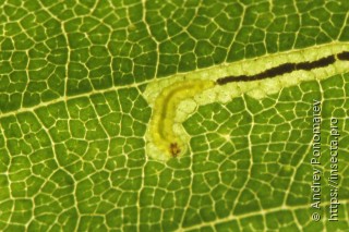 Stigmella lapponica