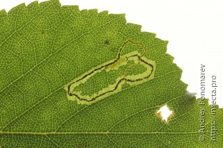 Stigmella lapponica