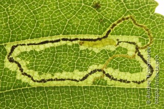 Stigmella lapponica