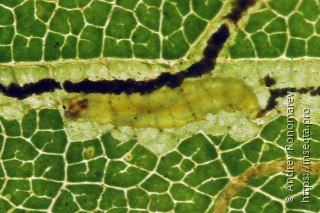 Stigmella lapponica