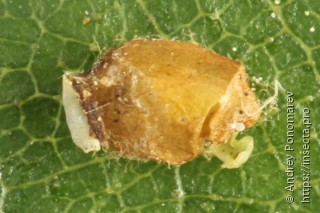 Stigmella lapponica