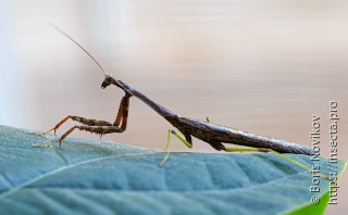 Stagmomantis carolina